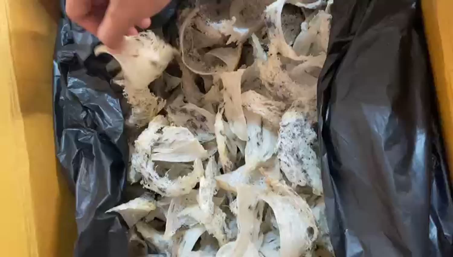 Sarang burung walet mentah hasil panen sebelum dibersihkan